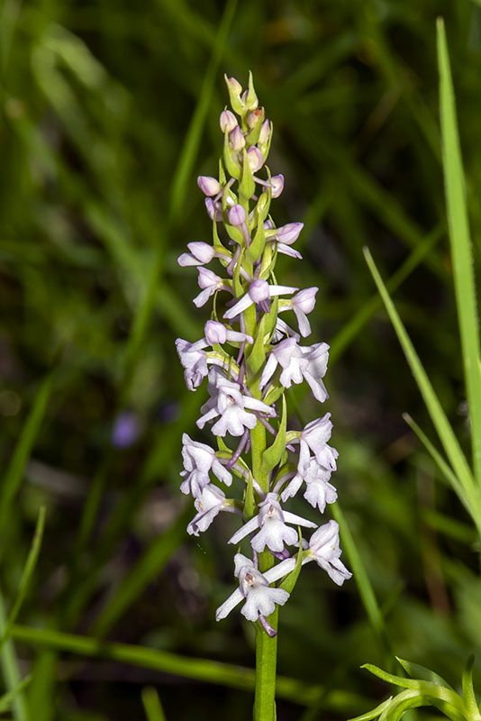 Manina Rosea - Gymnadenia conopsea